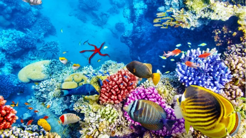 Discover the Coral Reefs