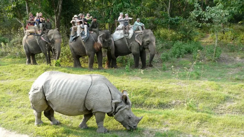 Indulge in a Jungle Safari in Chitwan