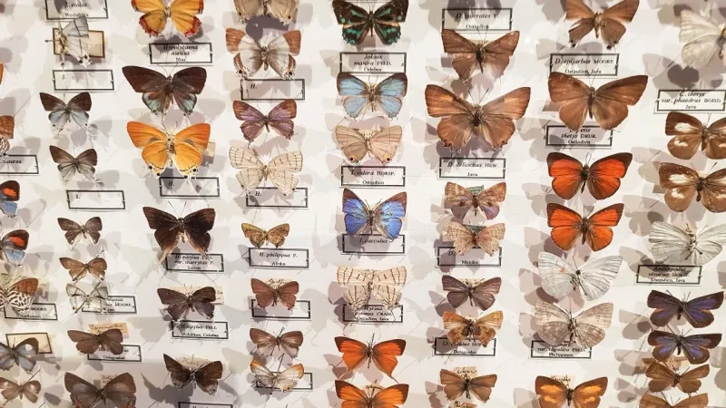 Butterfly Research Center