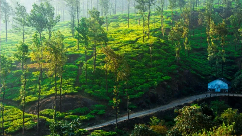 How to reach Wayanad