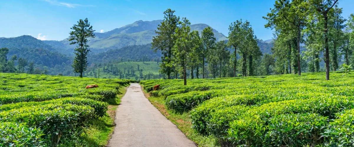 Things to do in Wayanad: Explore the Enchanting Wilderness and Cultural Charms
