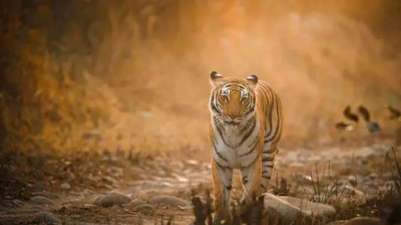 Kalagarh Tiger Reserve: Where Nature Roars with Beauty