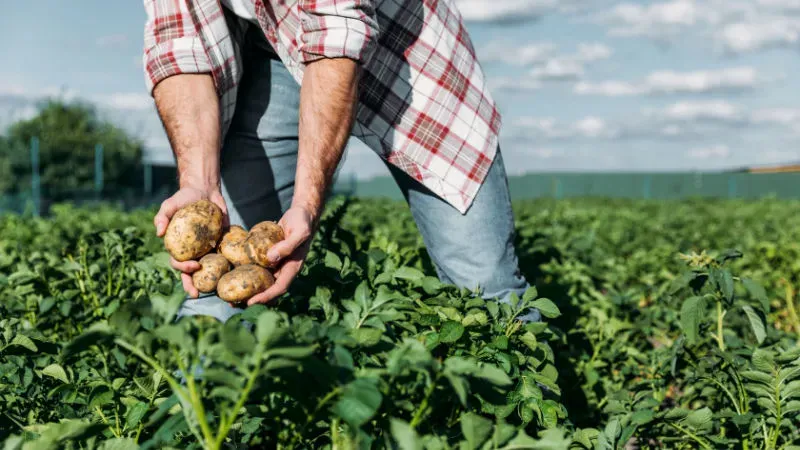 Potato Farm: Government Owned Farm
