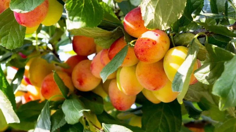 Chaubatia Gardens: Tasting Nature’s Fruits