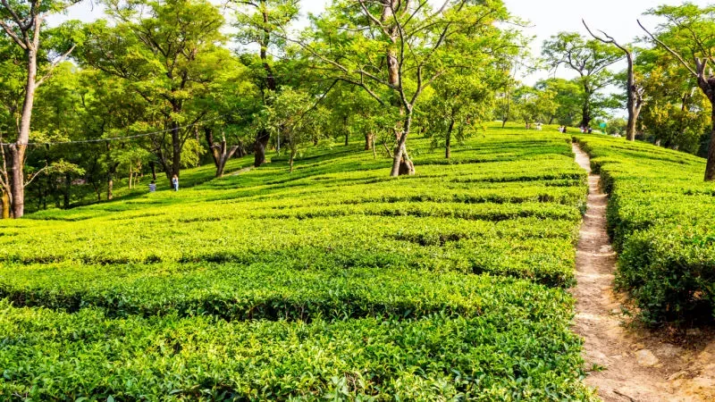 Go on a Tea Garden Tour: Become a Sommelier in the Hills