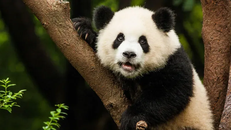 حديقة بيت الباندا في قطر: استكشف العالم الحقيقي لهذا المخلوق الرائع