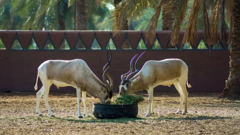 Sajjangarh Biological Park