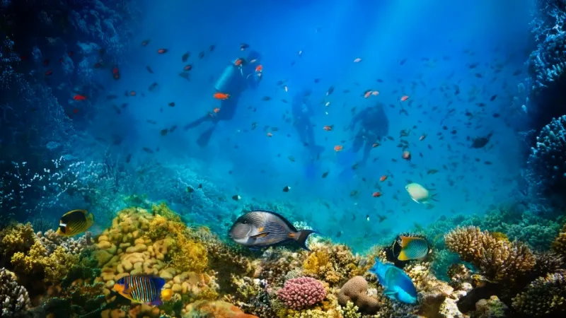 Dive in the Artificial Offshore Coral Reef
