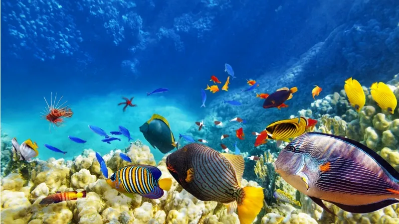 Explore the Vizhinjam Marine Aquarium
