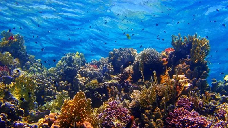 Artificial Offshore Coral Reef