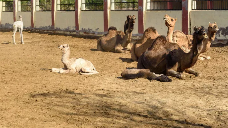  National Research Center on Camel