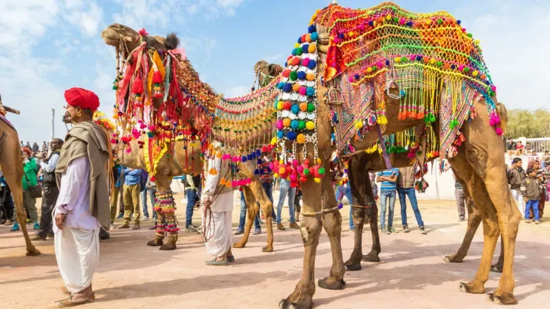 Take Part in the Camel Festival