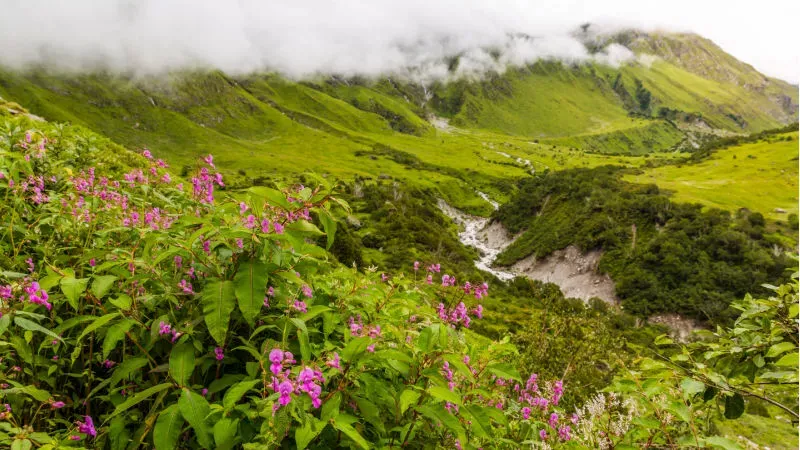 Nanda Devi National Park