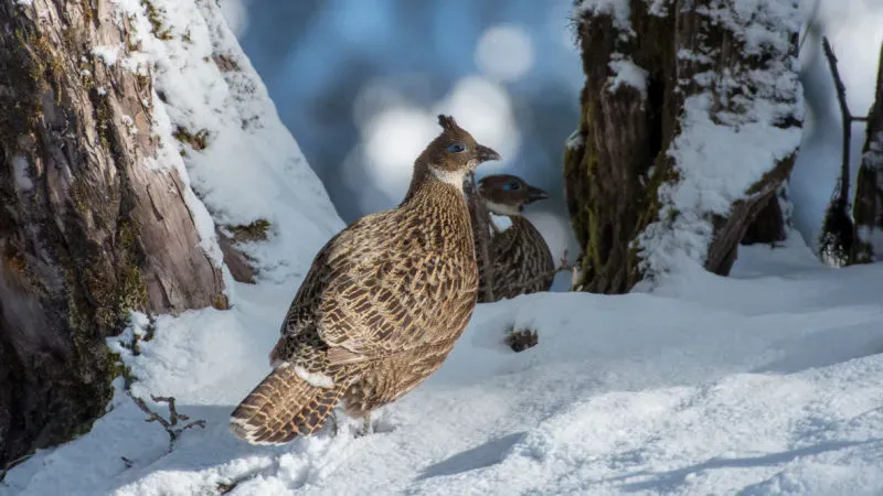 Kanchula Korak Musk Deer Sanctuary: Witness the Rare Himalayan Creatures, and Fauna