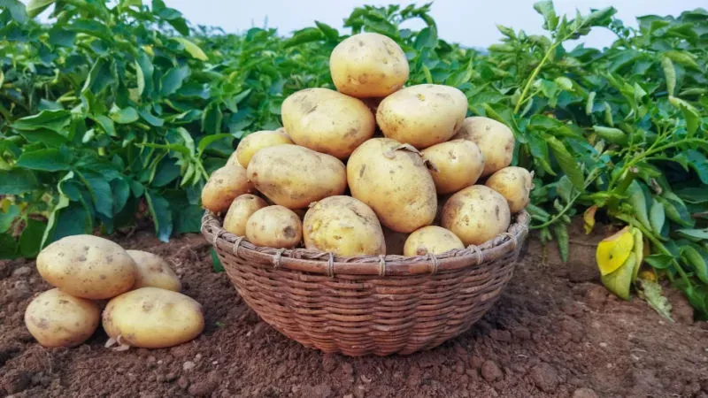Exploring Balati Potato Farm in Munsiyari