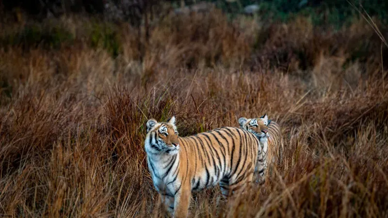 Exploring Kalagarh Tiger Reserve: Meet the Majestic Tigers