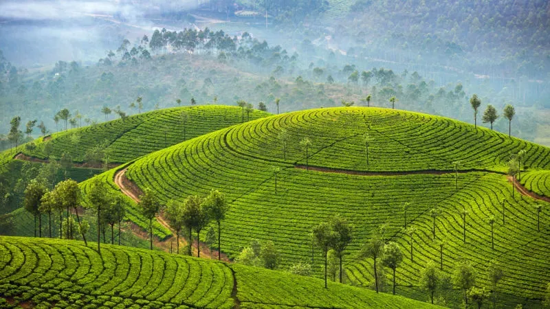Tea Garden Visit: Sip the Goodness of Nature