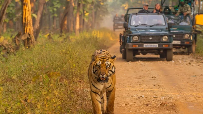 Go for a Wildlife Safari at Jamwa Ramgarh Sanctuary
