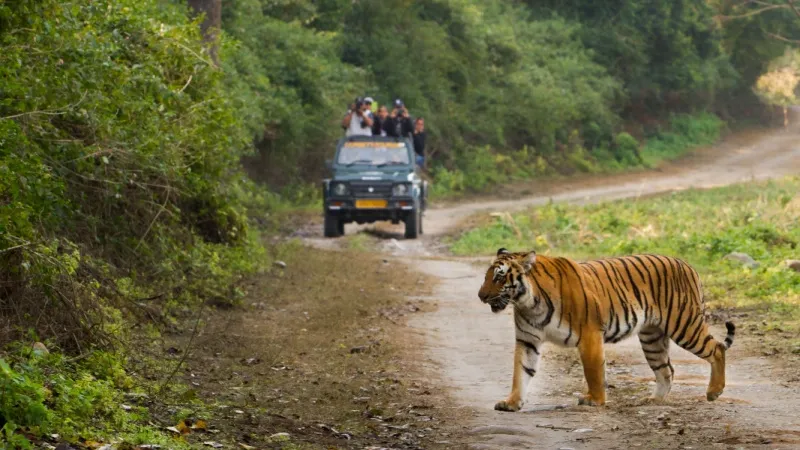 Go for a Safari at Kumbhalgarh Wildlife Sanctuary