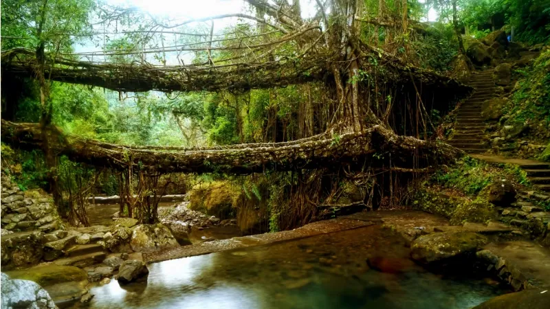Witness the Living Root Bridges