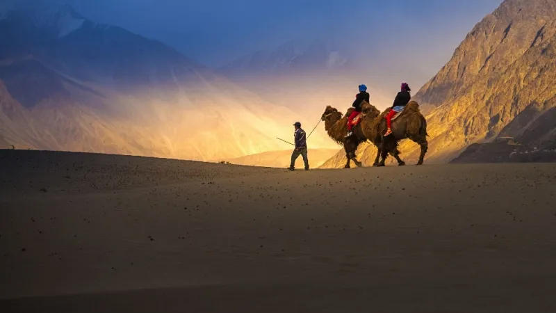 Enjoy Camel Safari at Nubra Valley