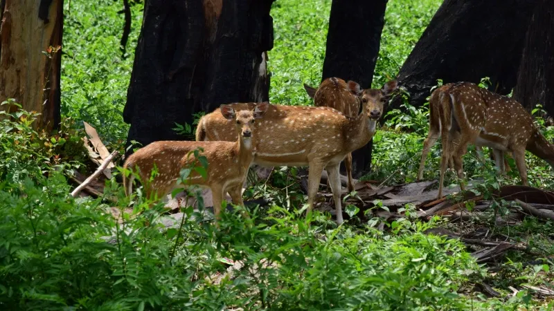 Wildlife Safari in Kerala