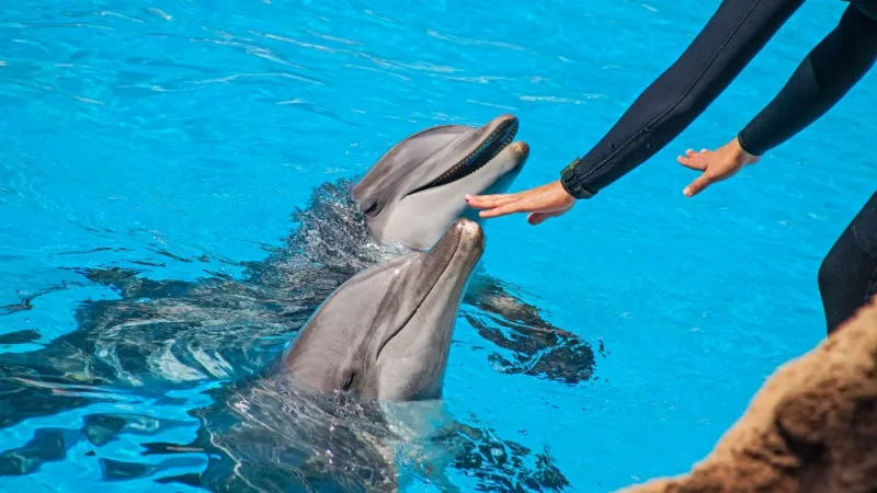Attend the Signature Phuket Dolphin Show at Dolphins Bay
