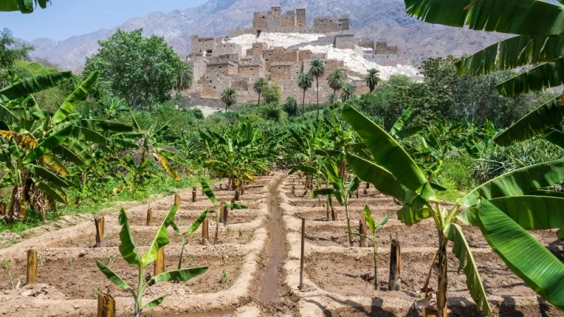 Al-Zaytouna Farm