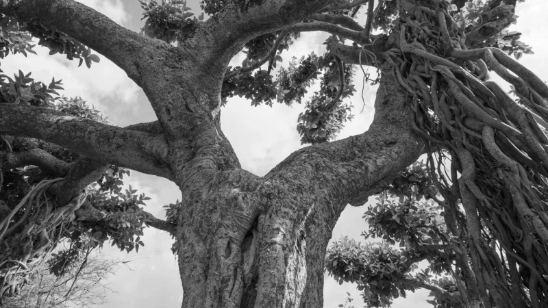 The Haunted Tree of Dwarka Sector 9