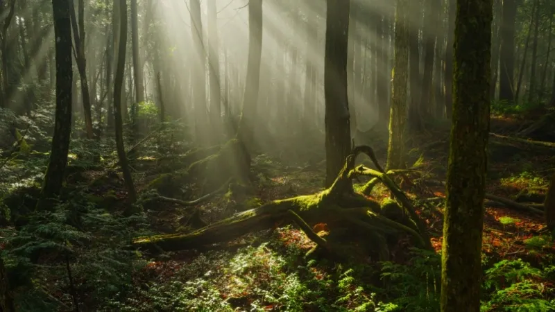 Aokigahara Forest