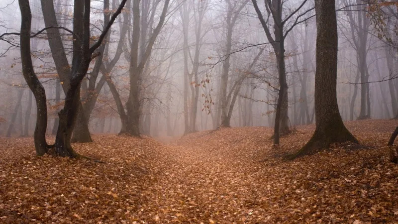 Hoia-Baciu Forest