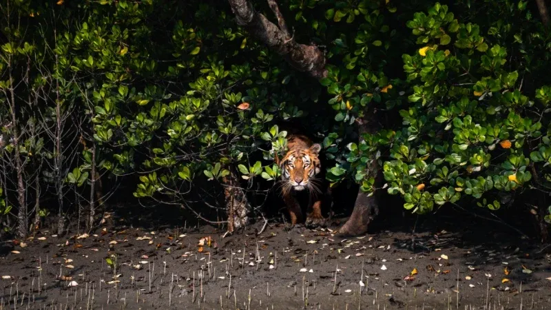 Sundarbans