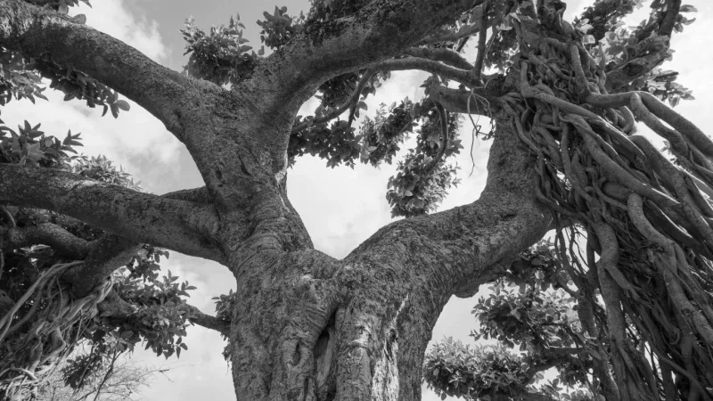 The Banyan Tree in Tiptur