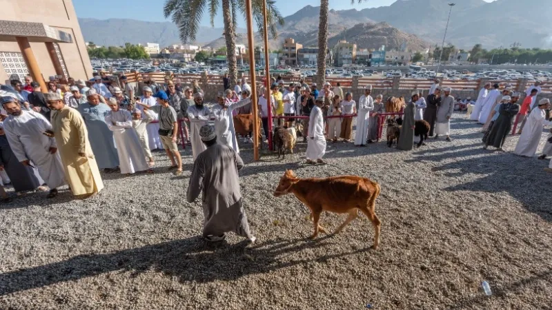 Observe the Livestock Auction