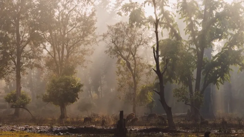 The Haunted Forest of Rajaji National Park