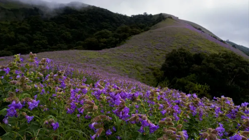 Munnar