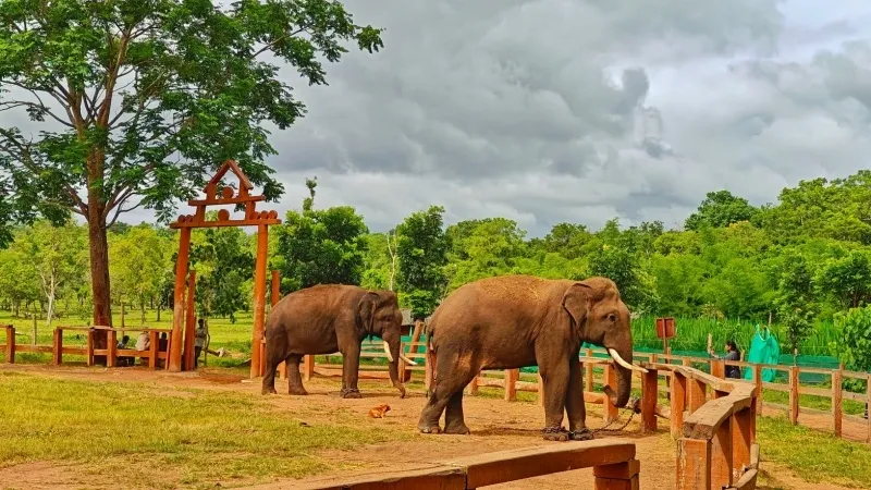 Dubare Elephant Camp