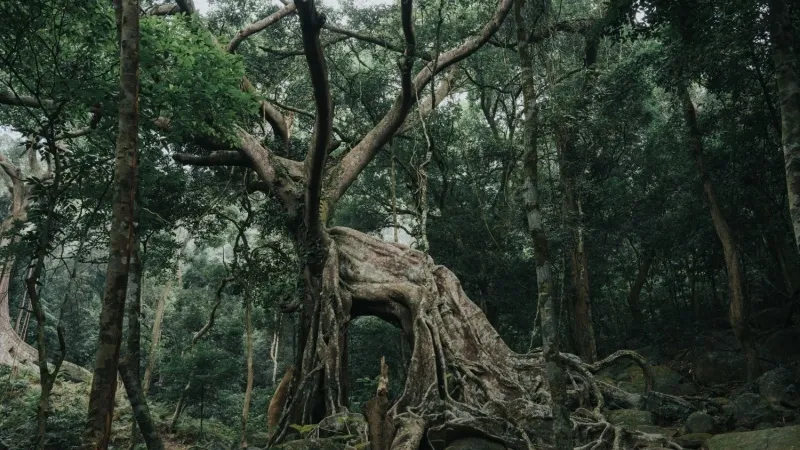 Banyan Tree in Tiptur Area