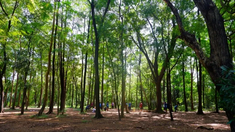 Aarey Forest, Mumbai