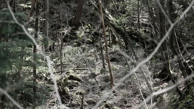 Aokigahara Forest, Japan