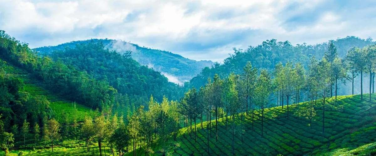 Things to Do in Thekkady: Embrace the Nature’s Trove Through Your Window