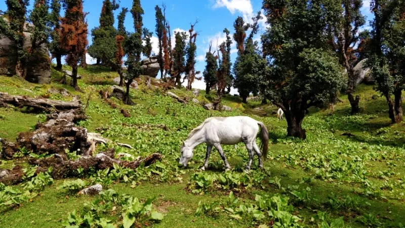 Churdhar Wildlife Sanctuary