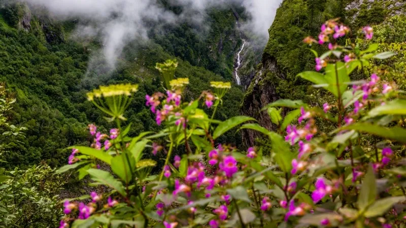 Valley of Flowers National Park