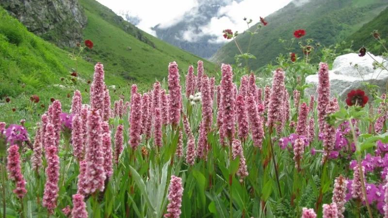 Valley of Flowers National Park