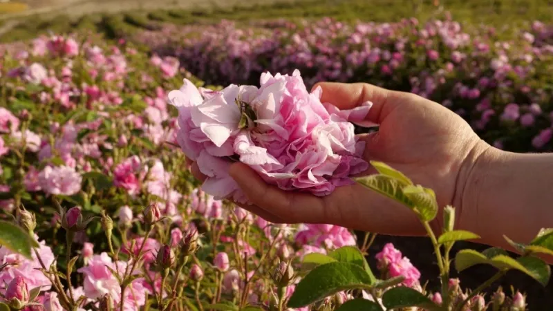 Rose Field Walks