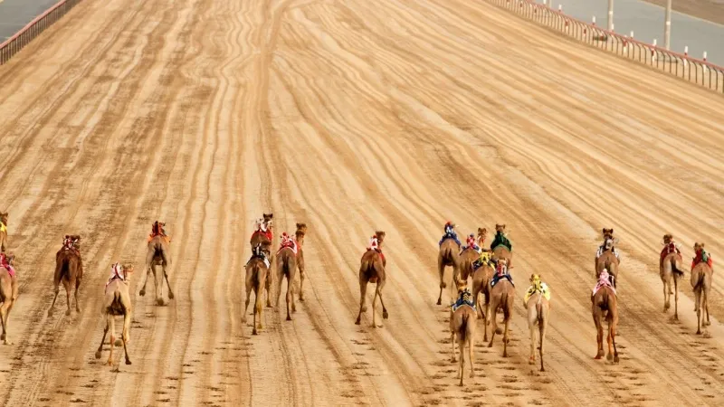 Camel Races