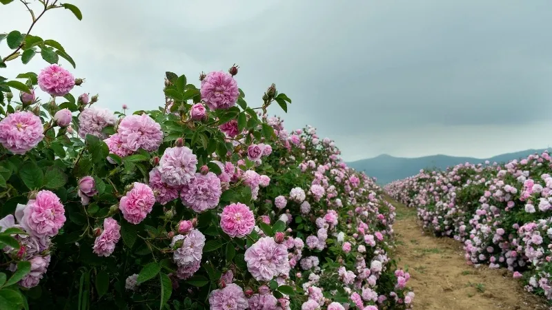 مزارع الورد في تبوك