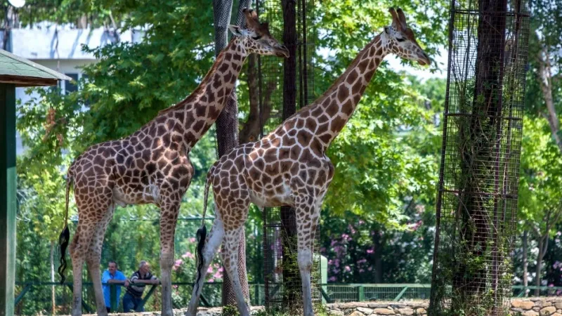 Bursa Zoo