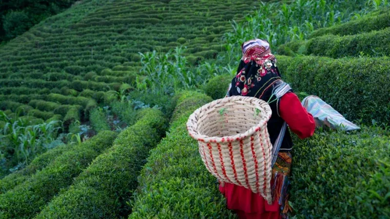 Boztepe Tea Garden