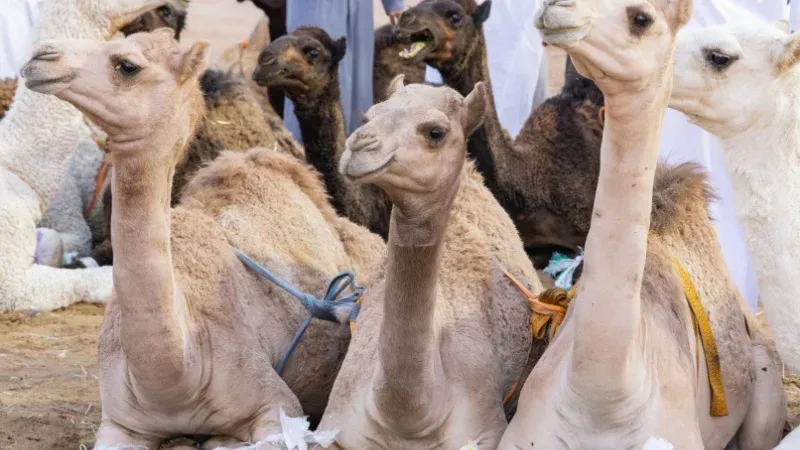 Al Qassim Camel Market